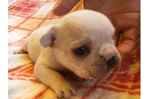 成約済の愛知県のフレンチブルドッグ-31852の2枚目